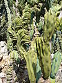 Crested Myrtillocactus geometrizans