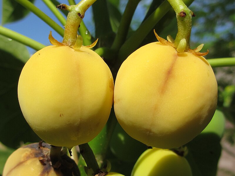 File:Jatropha curcas - two fruits (6949078701).jpg