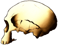 Neanderthaloidní lebka z Jebel Irhoud (Maroko)