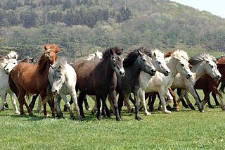 Jeju horse Horse breed native to the Jeju Island in South Korea