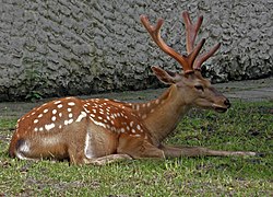 Cerf Sika