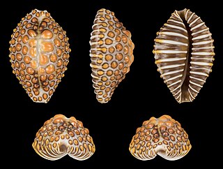 <i>Jenneria pustulata</i> Species of gastropod