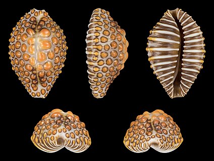 Shell of a Jenner's Cowry