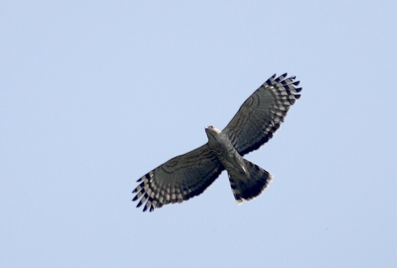 File:Jerdon's Baza in flight, India--Mizoram.jpg