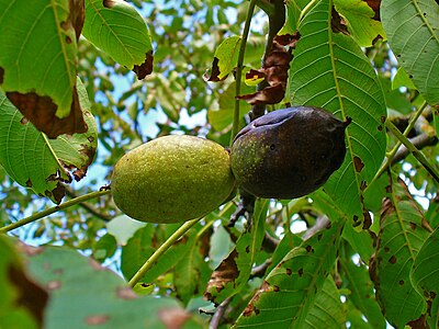 Juglans regia Many, especially “wild” growing trees get infected by the fungus ‘’Marssonina juglandis’’: Brown spots on the leaves and the fruits get black.