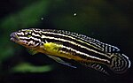 Thumbnail for Julidochromis