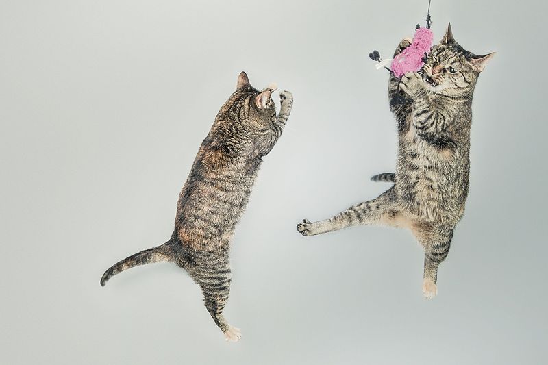 File:Jumping-cute-playing-animals (23698389264).jpg