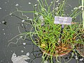 Juncus effusus 'Spiralis'