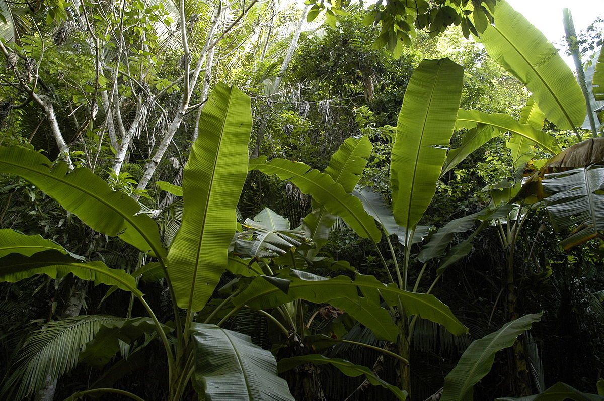 File Jungle Jpg Wikimedia Commons