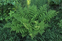 Smailialapis papartis (Dryopteris carthusiana)