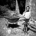 Kareta (pletena kareta = "košiuna") za vozit krmo prašičem in kravam 1958.jpg