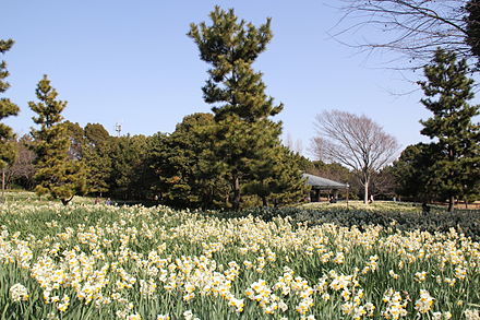 Flowers in the park