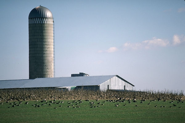 A farm in Kent County
