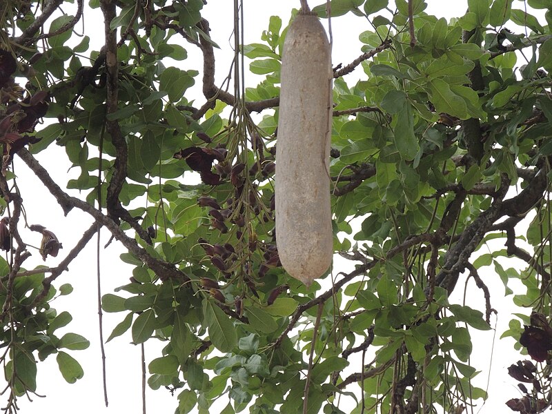 File:Kigelia africana - sausage tree, fruit.JPG