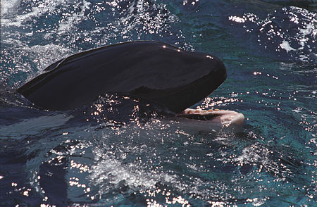 English: Killer whale Polski: Orka