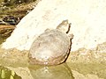 Durango mud turtle