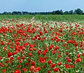 * Nomination Klatschmohn in einem Gertreidefeld bei Lachen-Speyerdorf, Rheinland-Pfalz. --Fischer.H 17:01, 20 June 2021 (UTC) * Promotion Good quality --Michielverbeek 18:53, 20 June 2021 (UTC)  Support Good quality. --XRay 18:56, 20 June 2021 (UTC)