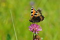 Aglais urticae and T. pratense