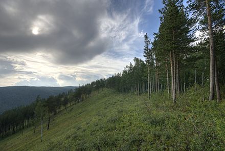 Лес красноярск. Зона тайги Красноярского края. Западно-Сибирская подтайга. Красноярск лес Тайга. Подтайга Красноярского края.