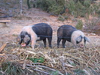 Krškopolje pig