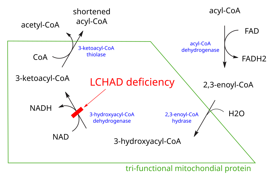 Beta-oxidare