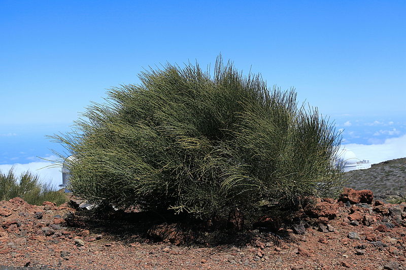 File:La Palma - Garafía - Carretera Acceso Observatorios + Genista benehoavensis 07 ies.jpg