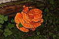 Laetiporus conifericola