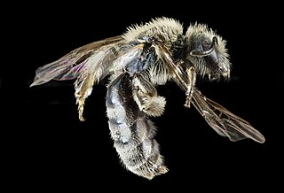 <i>Lasioglossum pavonotum</i> Species of bee