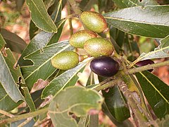 Description de l'image Laurus novocanariensis (Garafía) 01 ies.jpg.