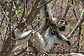 Verreauxsifaka