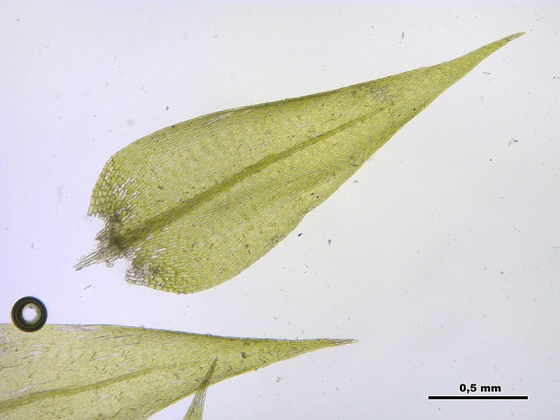 File:Leptodictyum riparium (a, 144821-480959) 9471.JPG