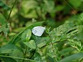 Leptosia nina from Koovery