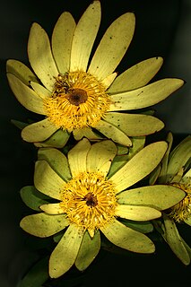 <i>Leucadendron elimense</i> Species of flowering plant