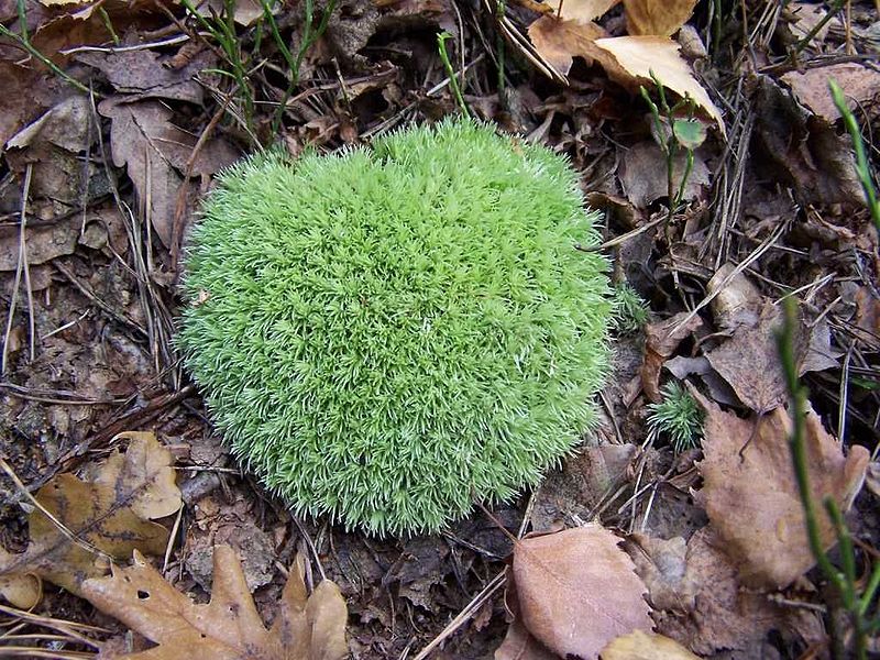 File:Leucobryum glaucum 2.jpg