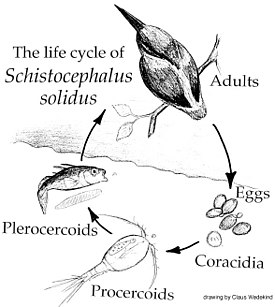 Жизненный цикл Schistocephalus solidus