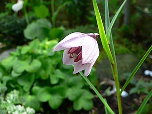 <center>Lilium nanum</center>