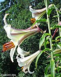 Liliumsulfureumflower2.jpg