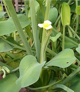 <i>Limnocharis</i> Genus of flowering plants