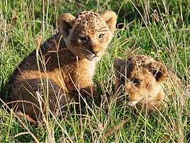 Младенчиња од лав