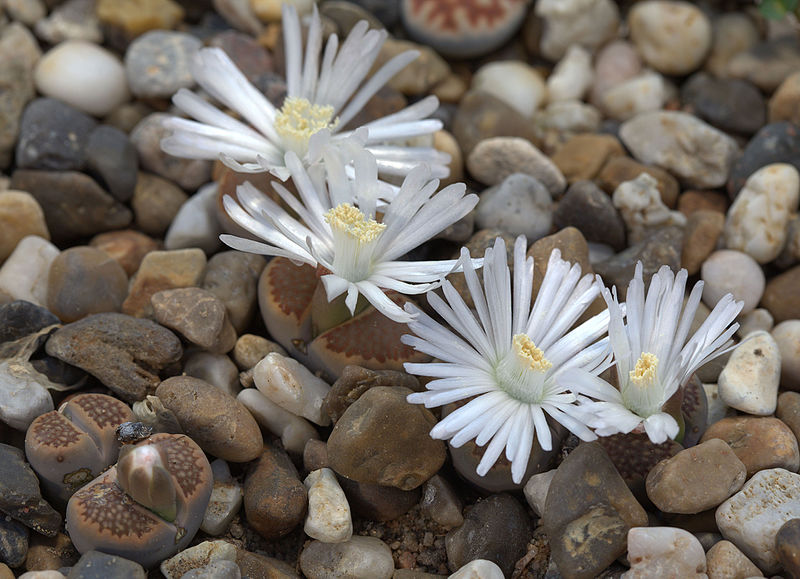 File:Lithops hallii 001 GotBot 2015.jpg