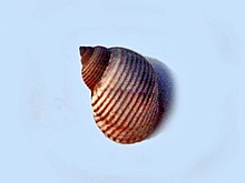 Littorinidae - Littoraria cingulifera.JPG