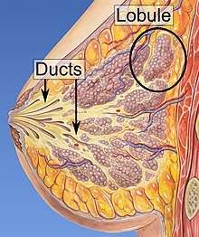 Ducts and lobules, the main locations of breast cancers Lobules and ducts of the breast.jpg