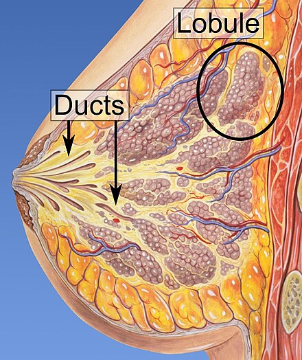 Lobules of the mammary glands. Lobules and ducts of the breast.jpg