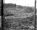 Logged area with high trestle, Sunset Timber Company, Washington, ca 1920 (KINSEY 2529).jpeg