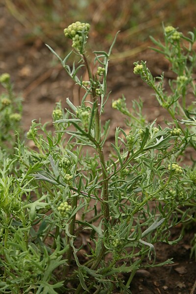 Datoteka:Lonas annua - Botanischer Garten Mainz IMG 5658.JPG