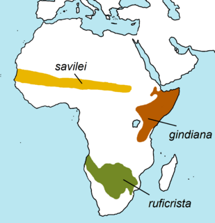 Saviles bustard Species of bird