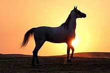 Silueta de caballo al atardecer.