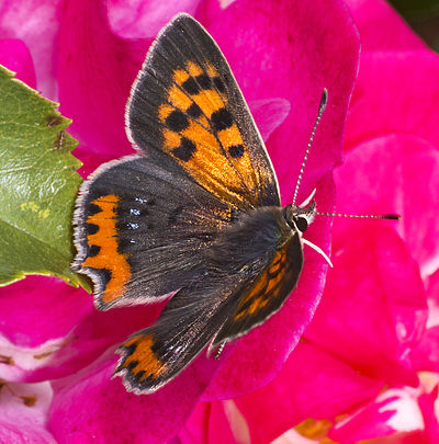 Foto van een Kleine vuurvlinder