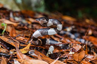 <i>Lycodon fasciatus</i> Species of snake