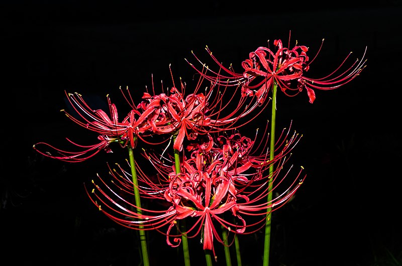 File:Lycoris radiata - Kinchakuda 2018 - 1.jpg